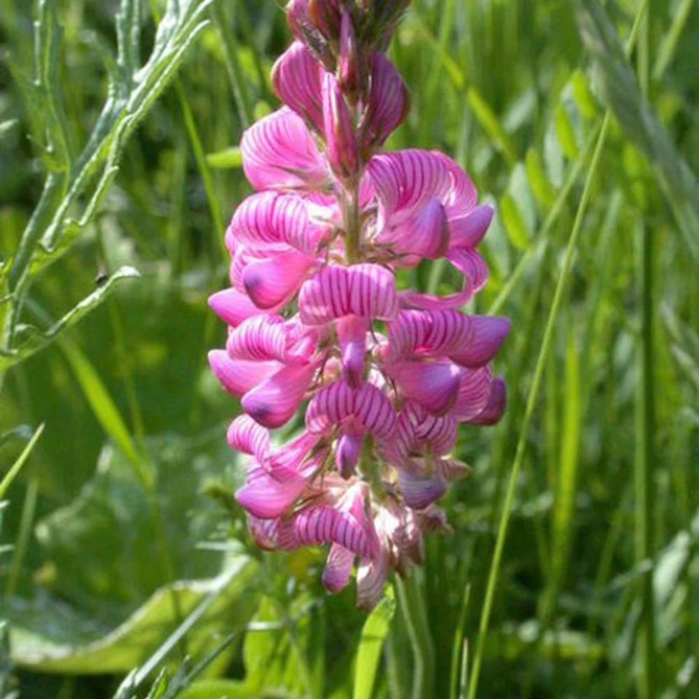 Onobrychis flower seeds