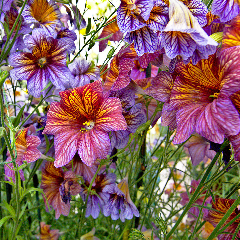 Salpiglossis flower seeds