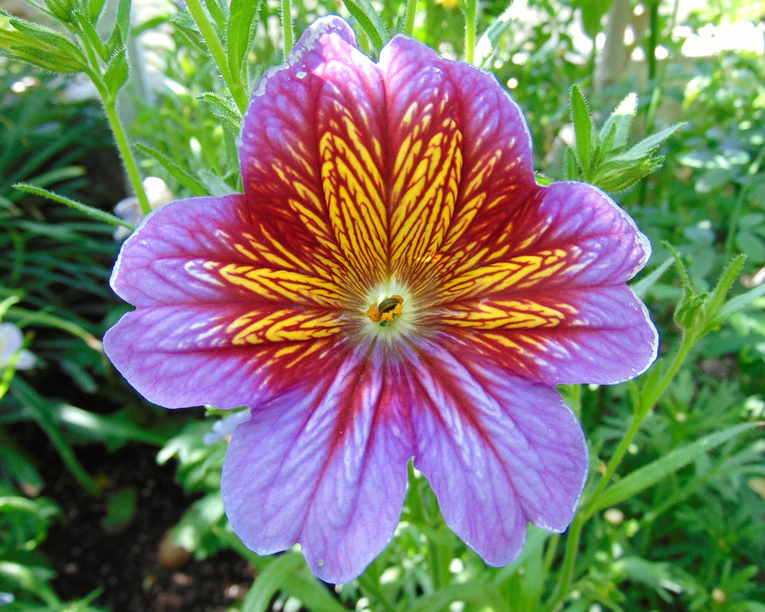 Salpiglossis flower seeds