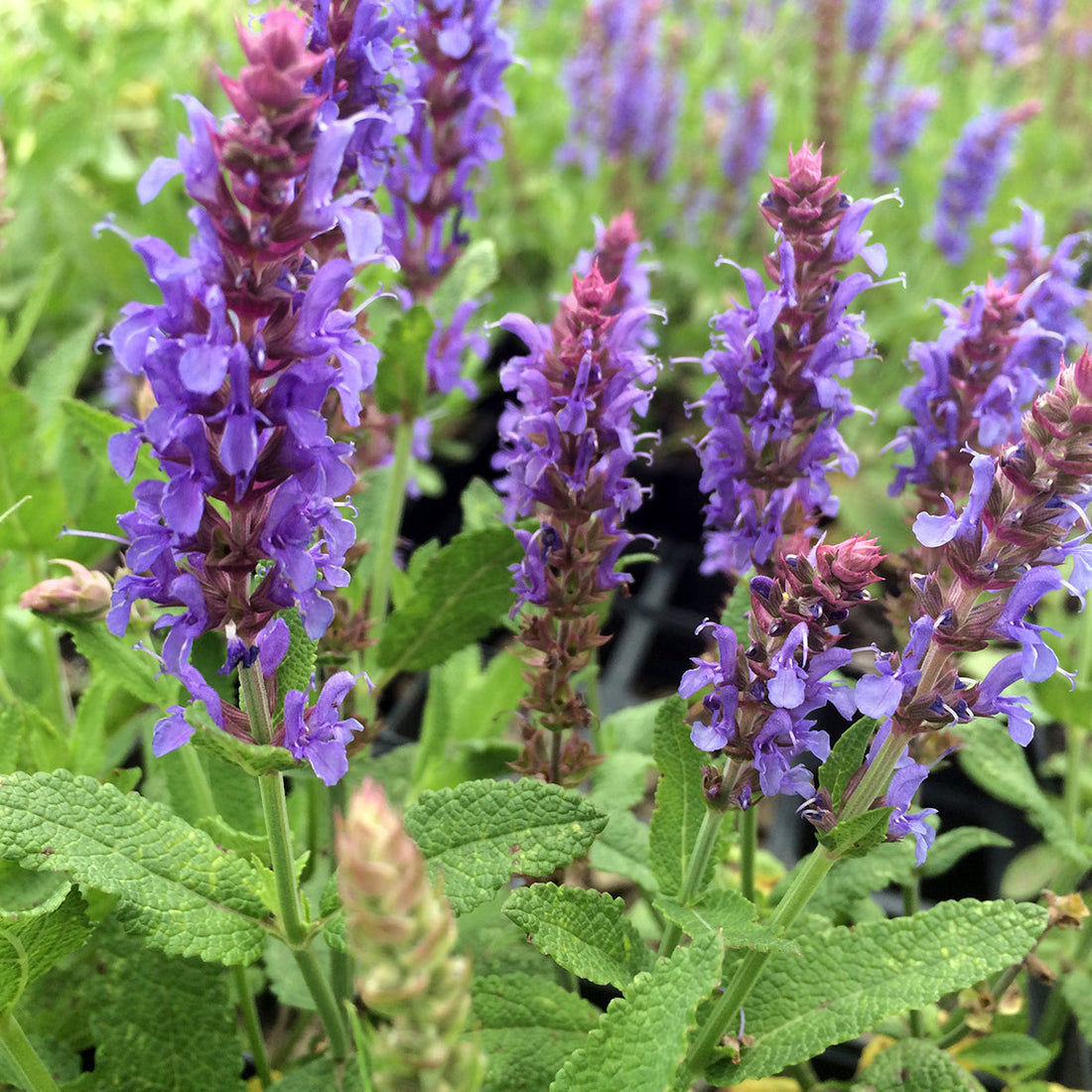 Nemorosa flower seeds