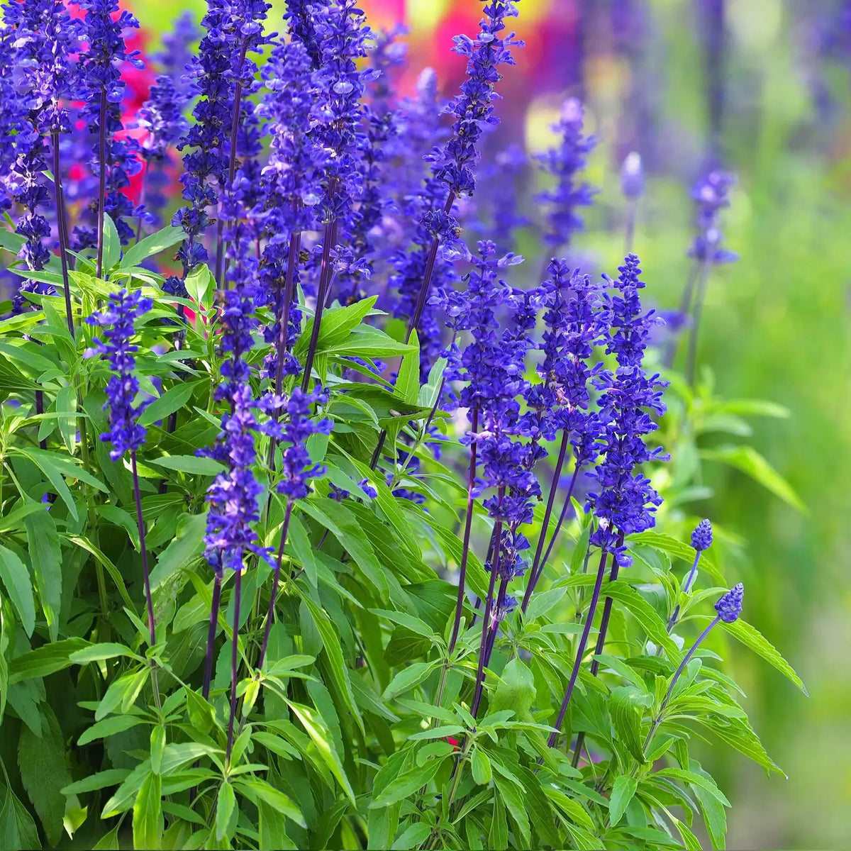 Deep Blue Salvia plant
