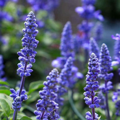 Deep Blue Salvia plant