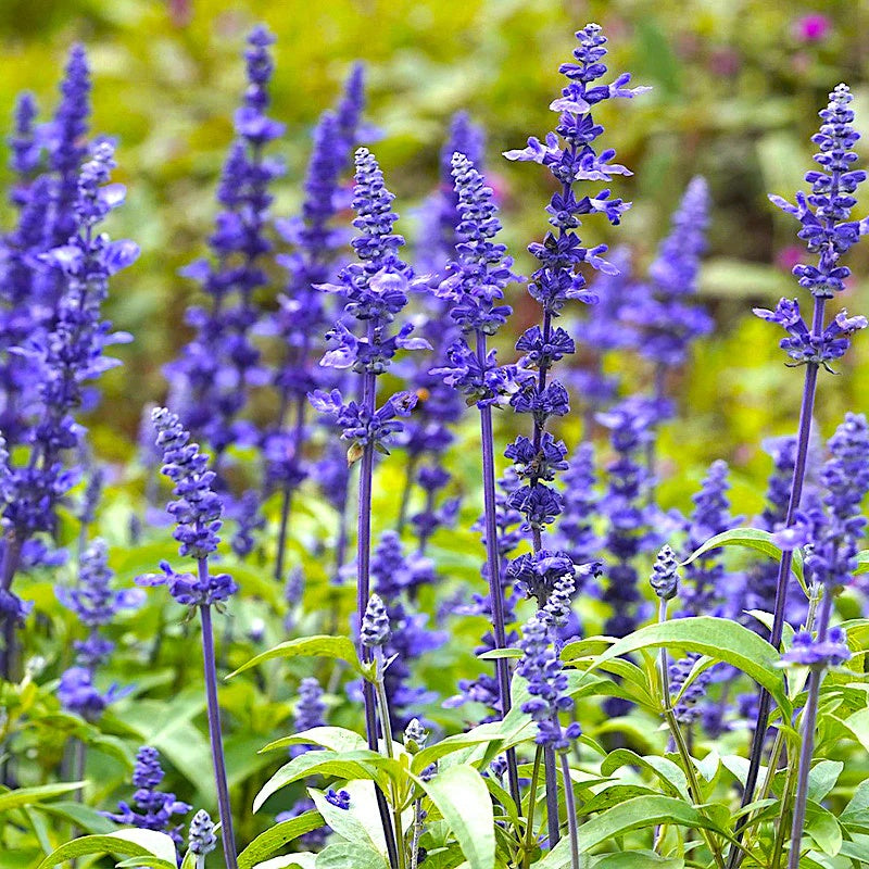 Deep Blue Salvia plant