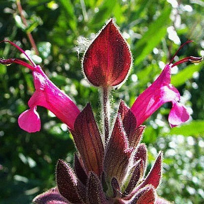 Salvia Spathacea Sage plant