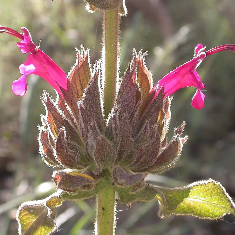 Salvia Spathacea Sage plant