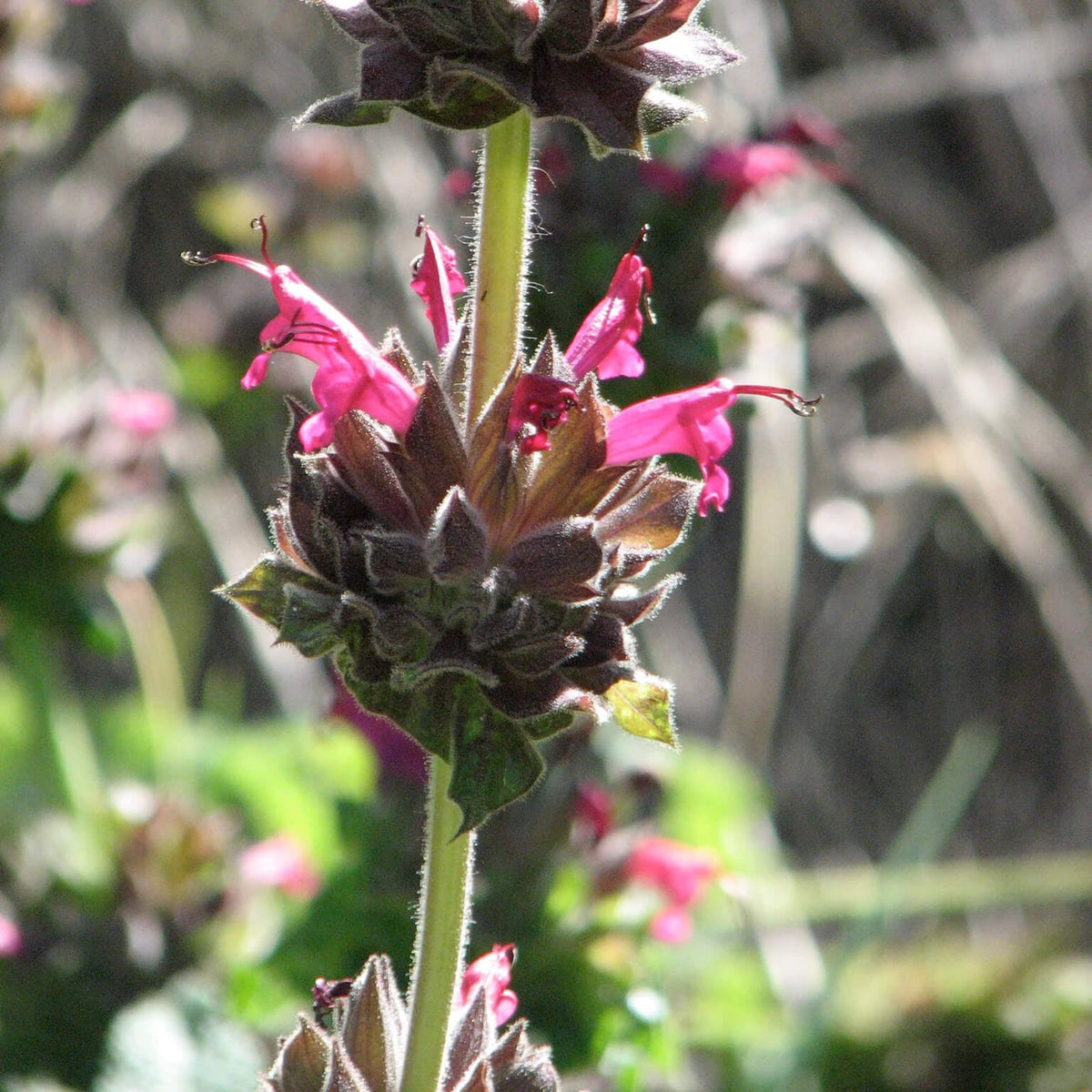 Salvia Spathacea Sage plant