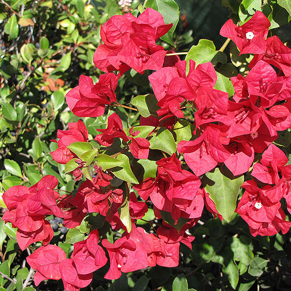 Diego Red Bougainvillea plant