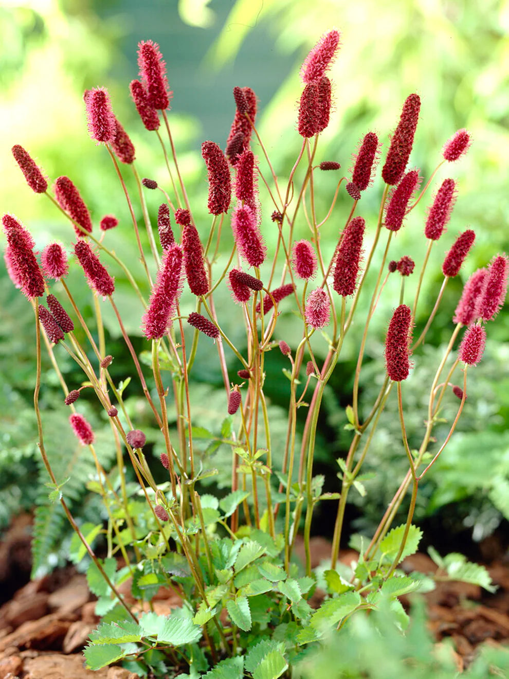Sanguisorba flower seeds