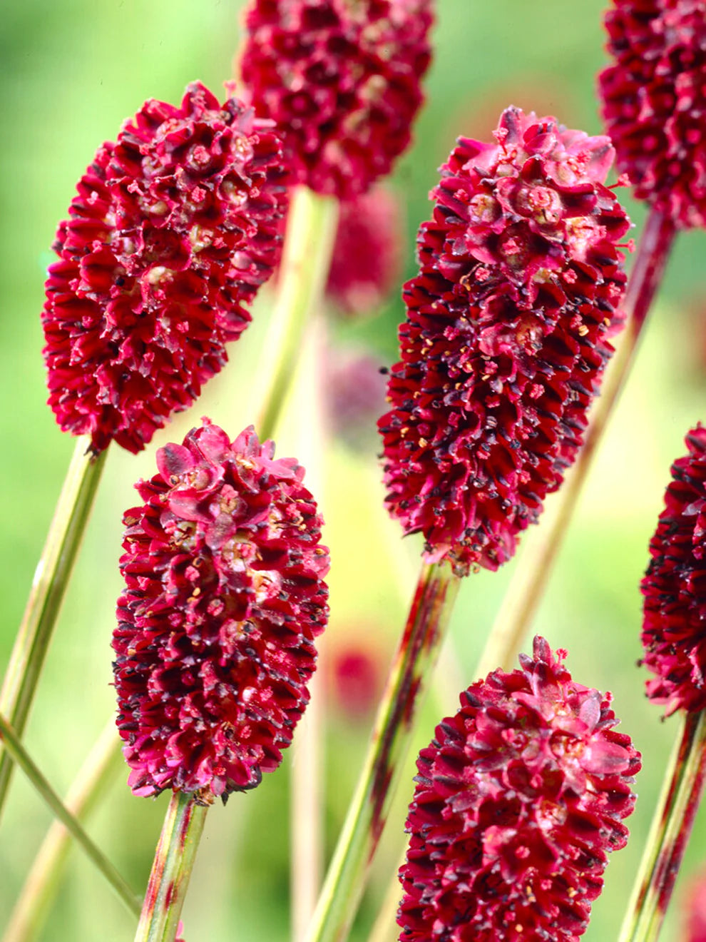 Sanguisorba Officinalis flower seeds