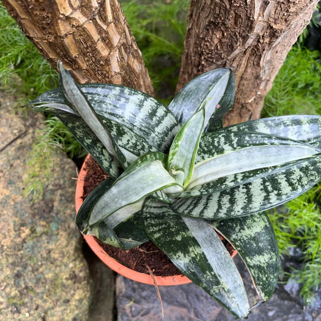 Silver Sansevieria flower seeds