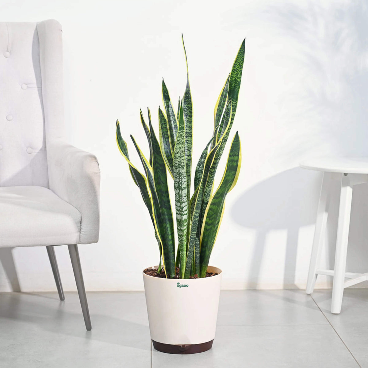 Sansevieria plant