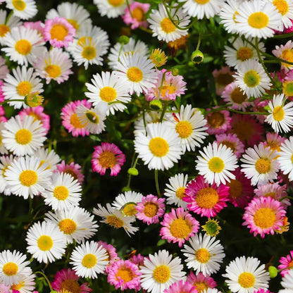 Santa Barbara Daisy plant