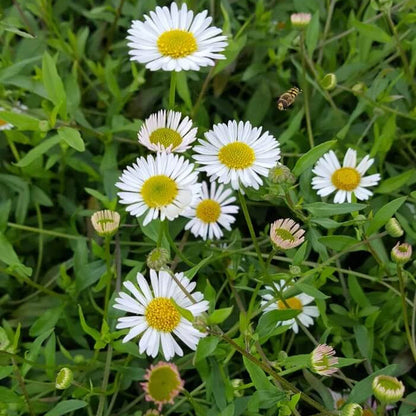 Santa Barbara Daisy plant