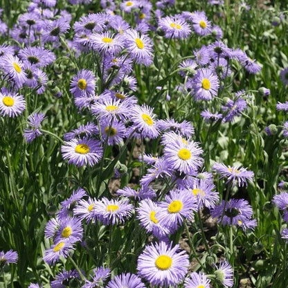 Santa Barbara Daisy plant