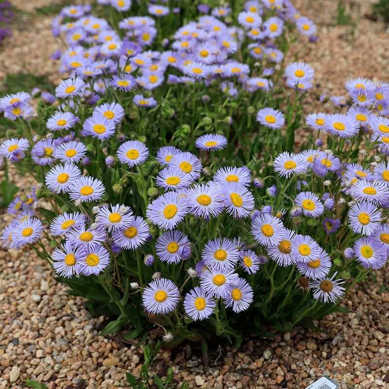 Santa Barbara Daisy plant