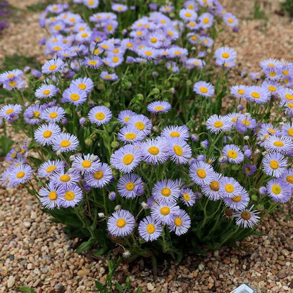 Santa Barbara Daisy plant