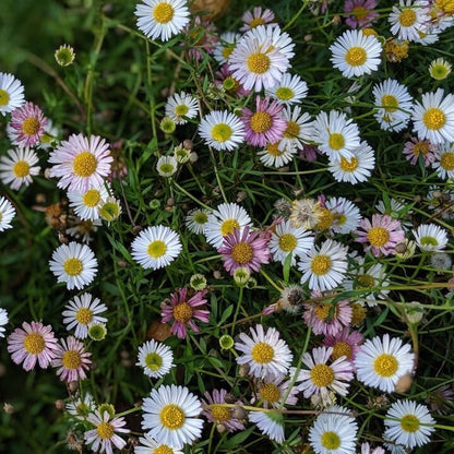 Santa Barbara Daisy plant