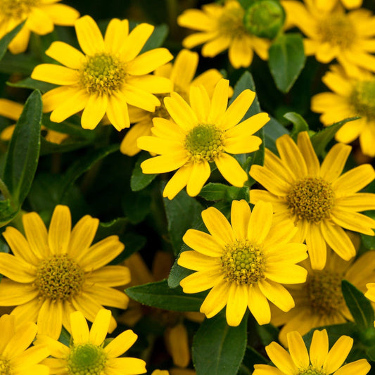 Yellow Sanvitalia flower seeds