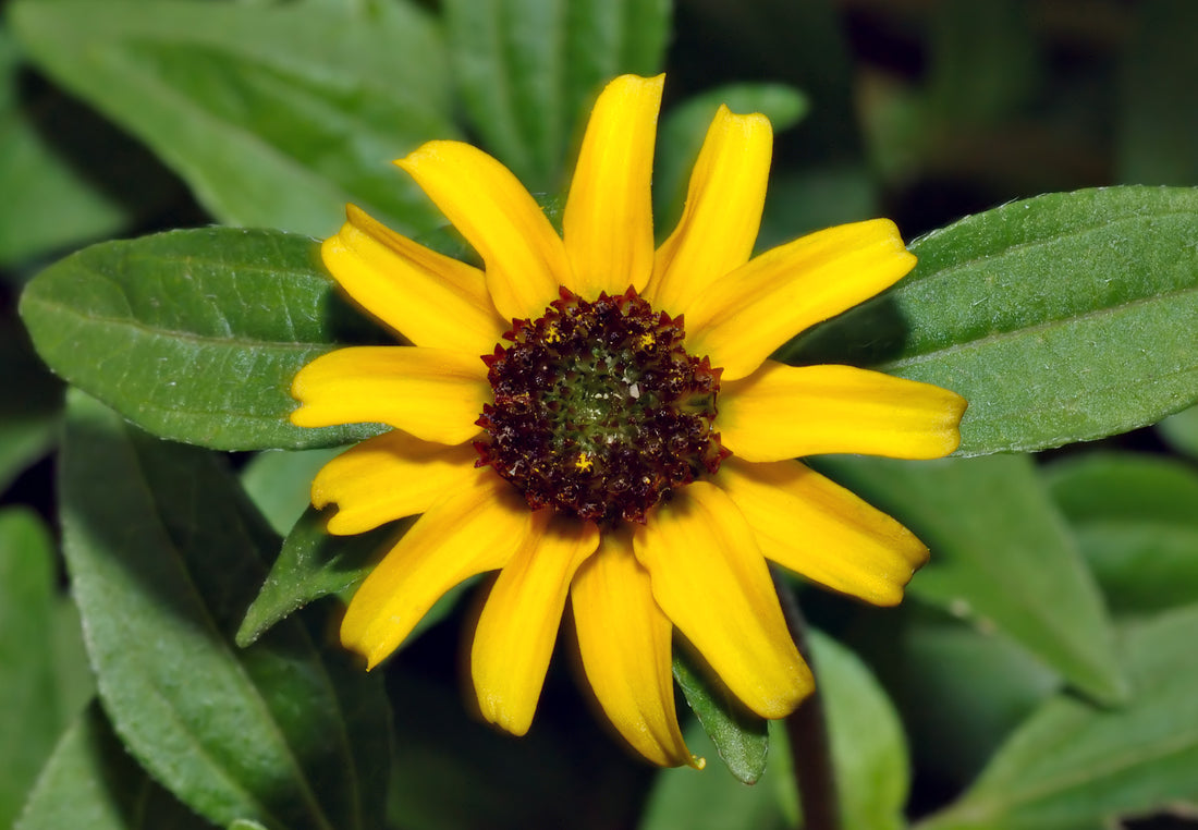 Sanvitalia Procumbens flower seeds