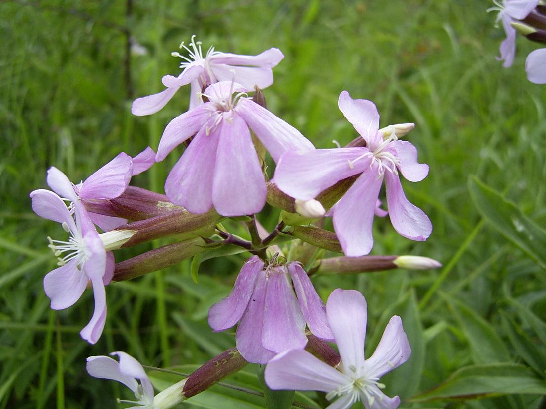 Saponaria flower seeds