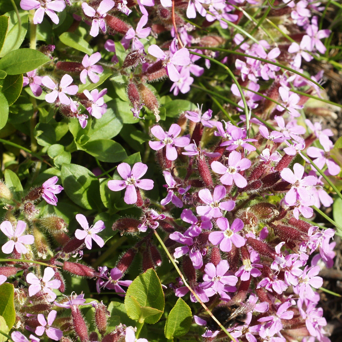 Violet Saponaria flower seeds