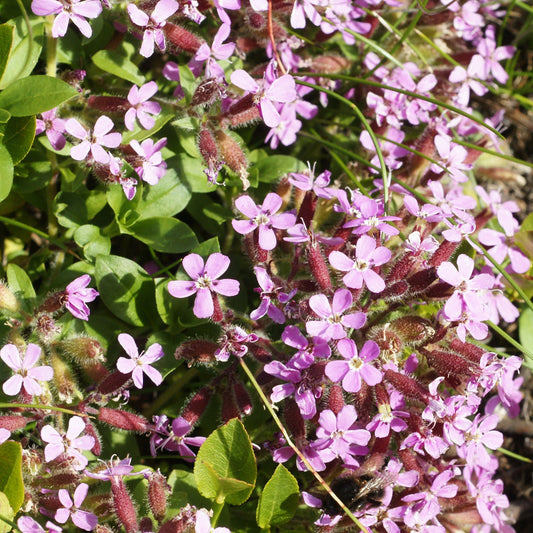 Violet Saponaria flower seeds