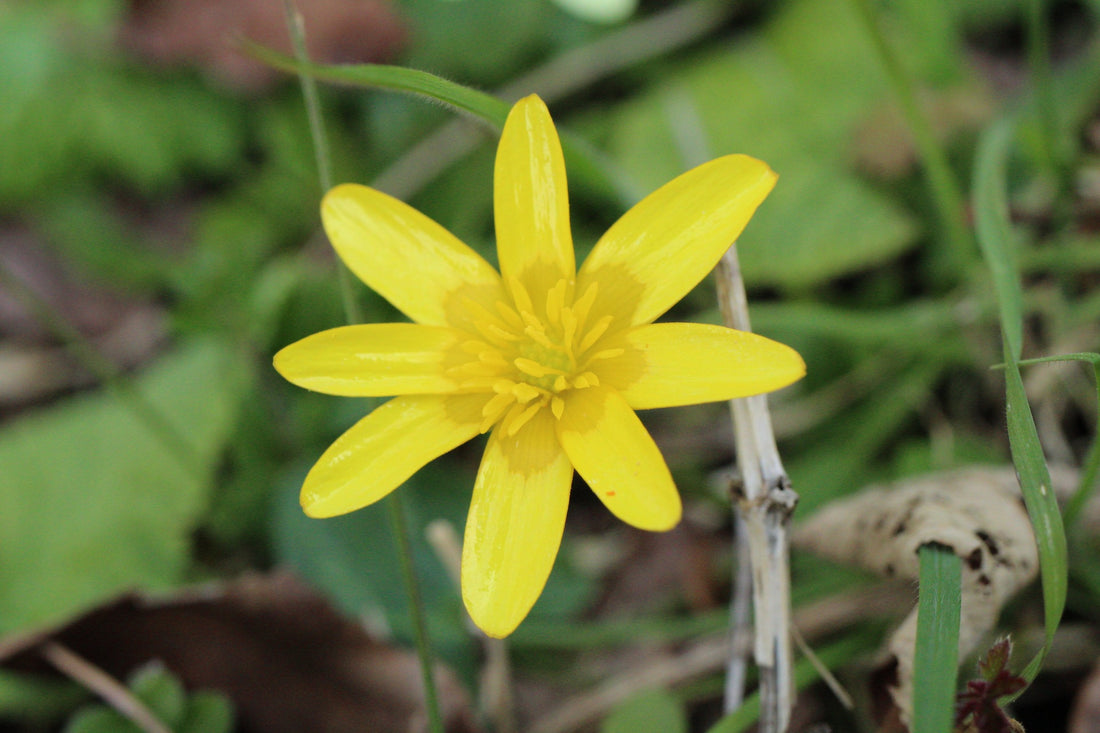 Celandine flower seeds
