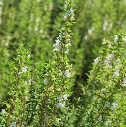 Winter Savory plant