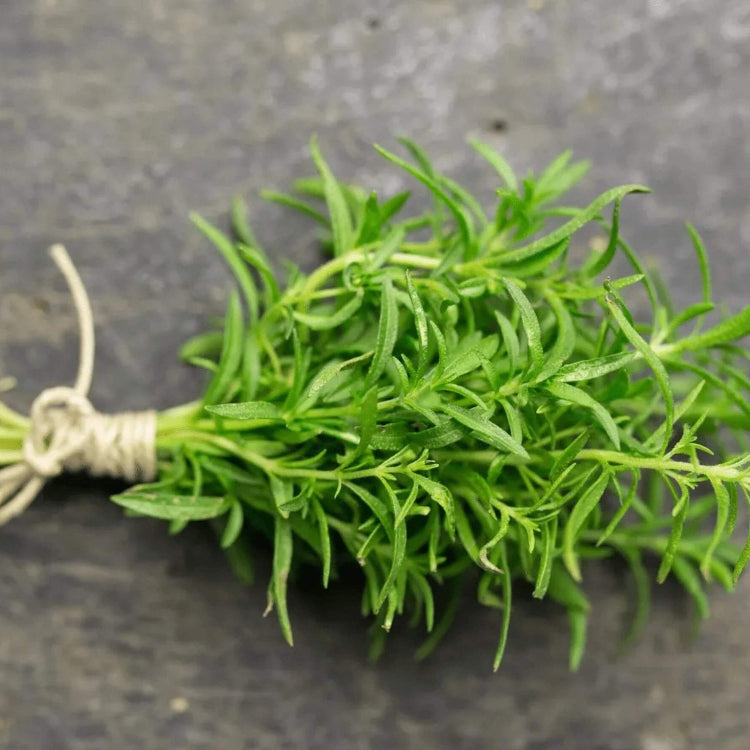 Winter Savory plant