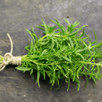 Winter Savory plant
