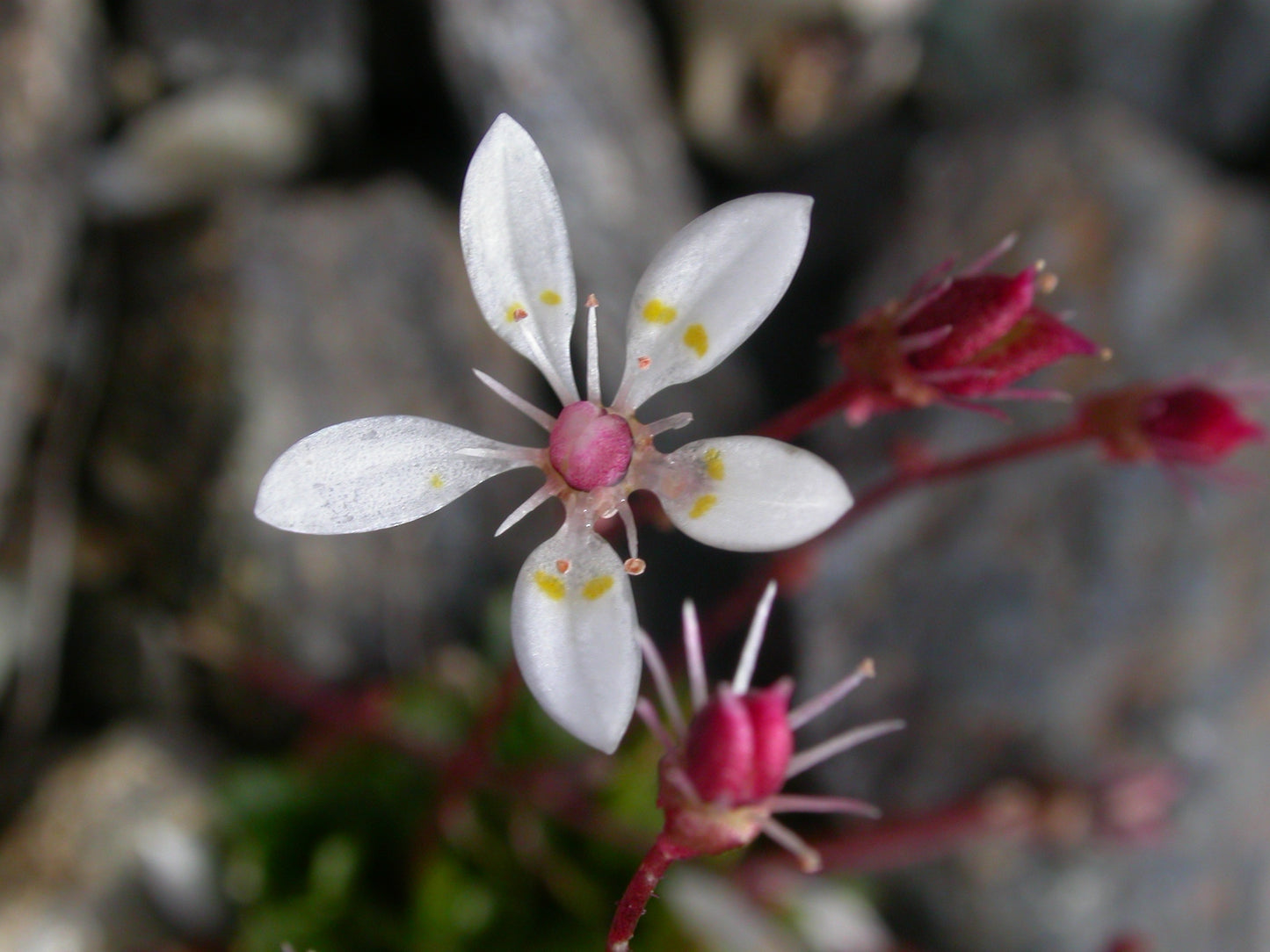 Saxifraga Stellaris Flower Seeds – Starry Saxifrage Alpine Garden Seeds