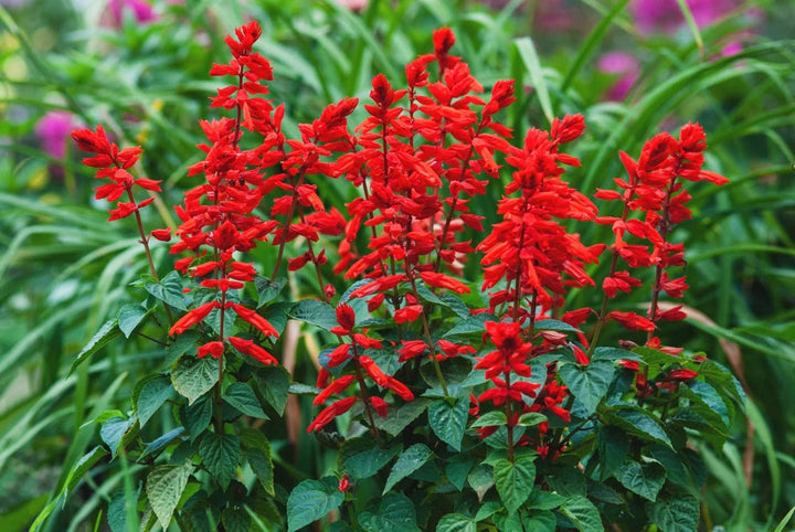 Deep Red flower seeds