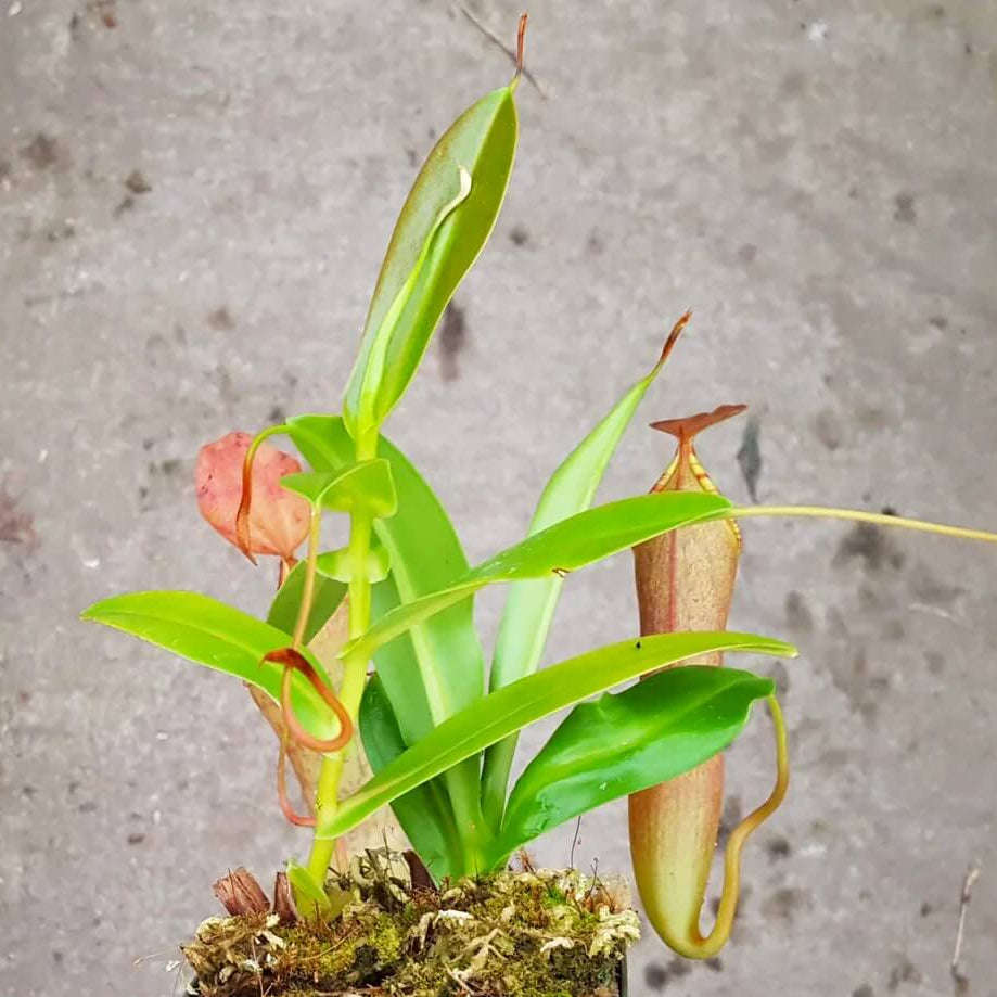 Scarlet Pitcher plant