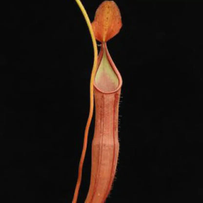 Scarlet Pitcher plant