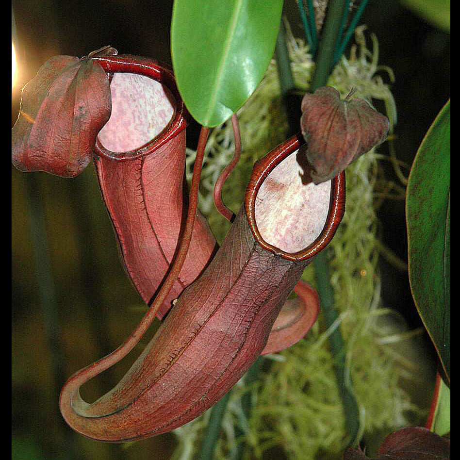 Scarlet Pitcher plant