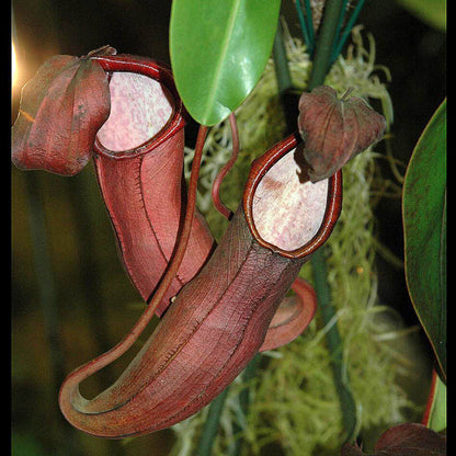 Scarlet Pitcher plant