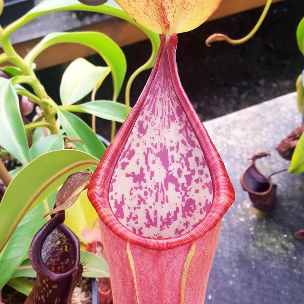 Scarlet Pitcher plant