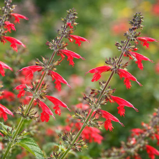 Scarlet Sage plant