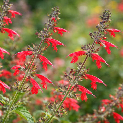 Scarlet Sage plant
