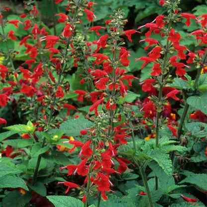 Scarlet Sage plant
