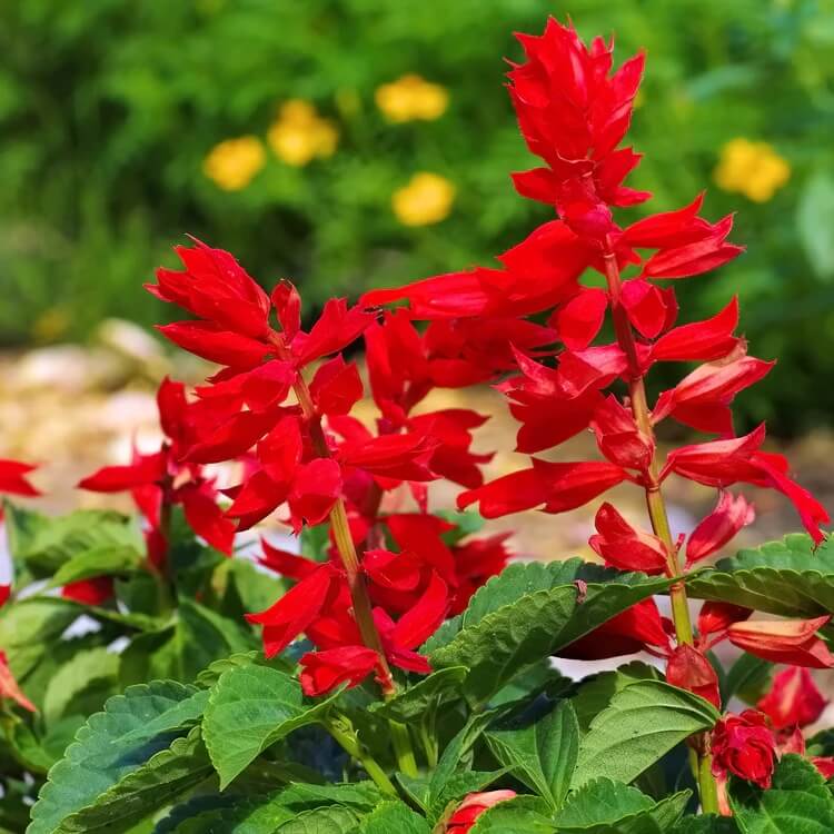Scarlet Sage plant