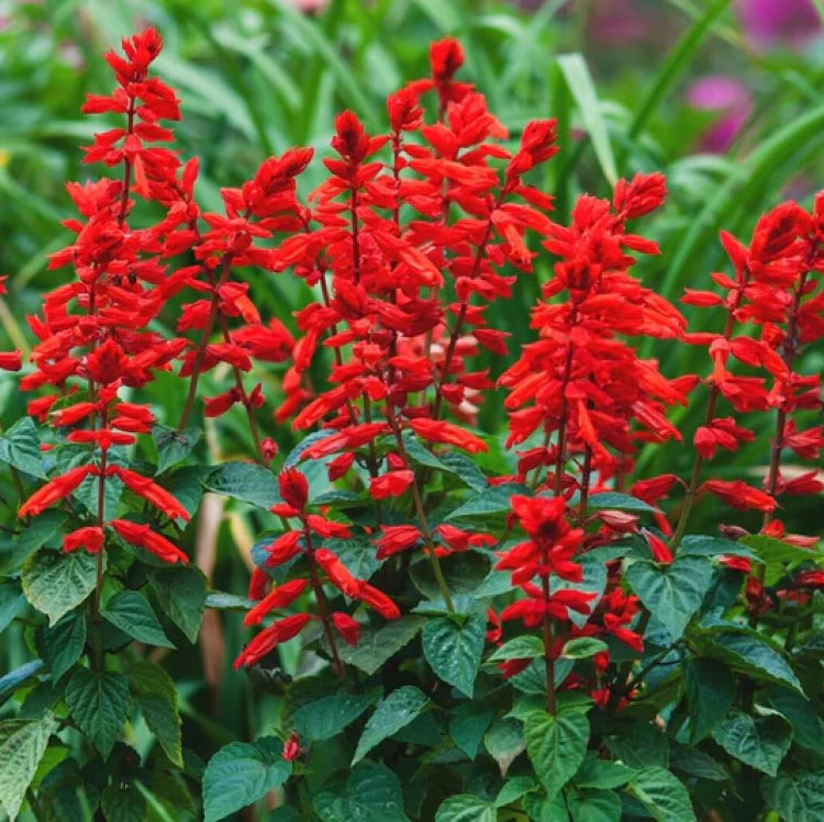 Scarlet Sage plant