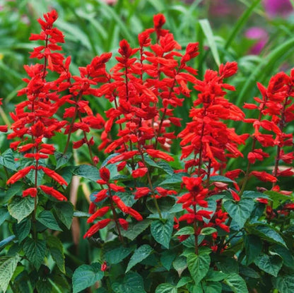 Scarlet Sage plant