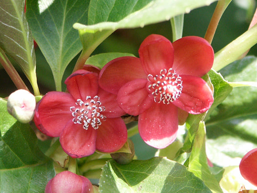 Schisandra flower seeds