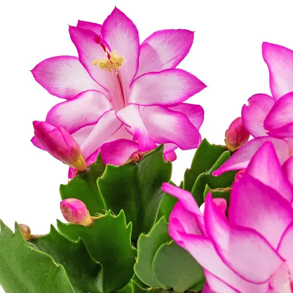 Purple White flower seeds