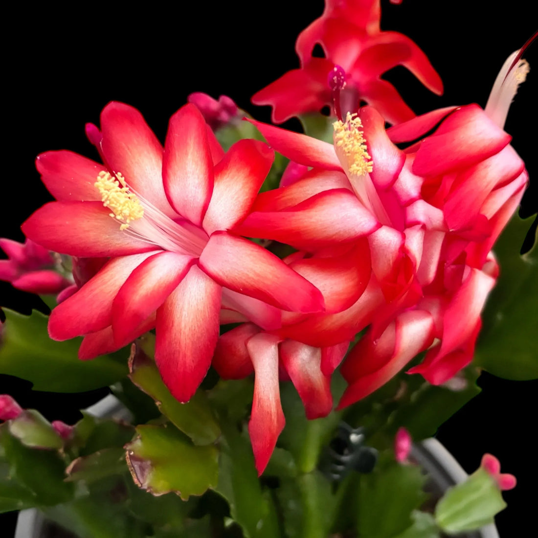 Red Schlumbergera flower seeds