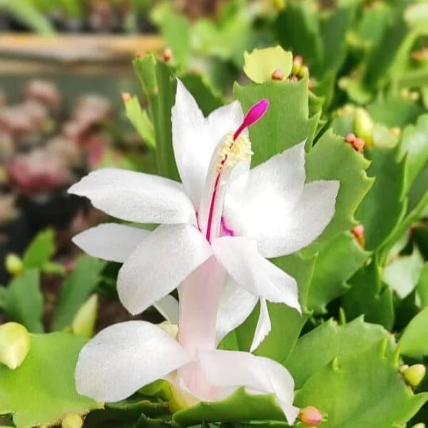White Schlumbergera flower seeds