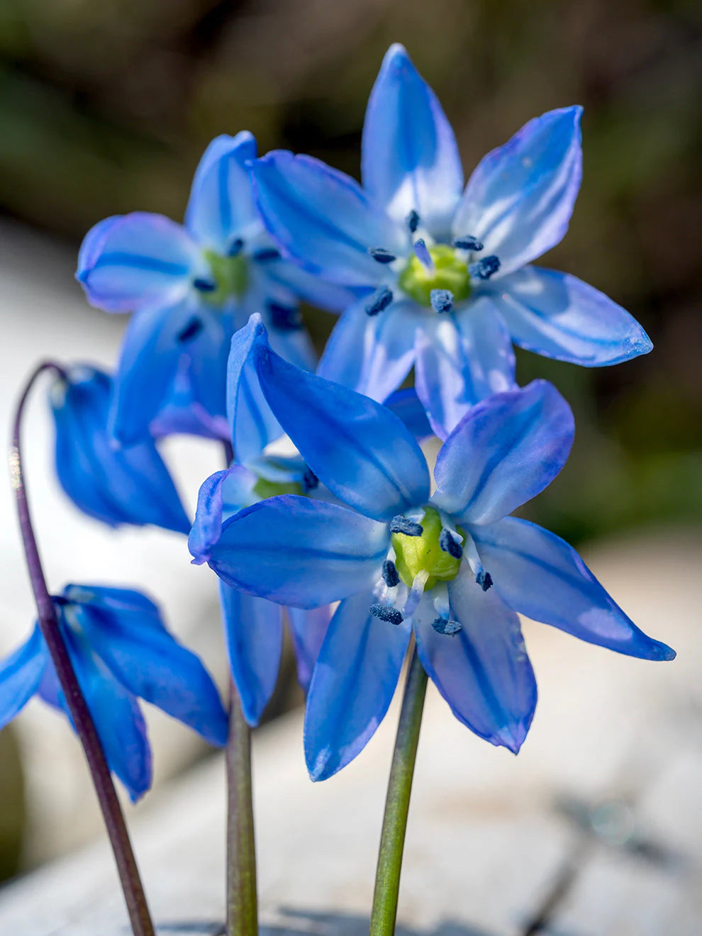 Scilla Siberica flower seeds