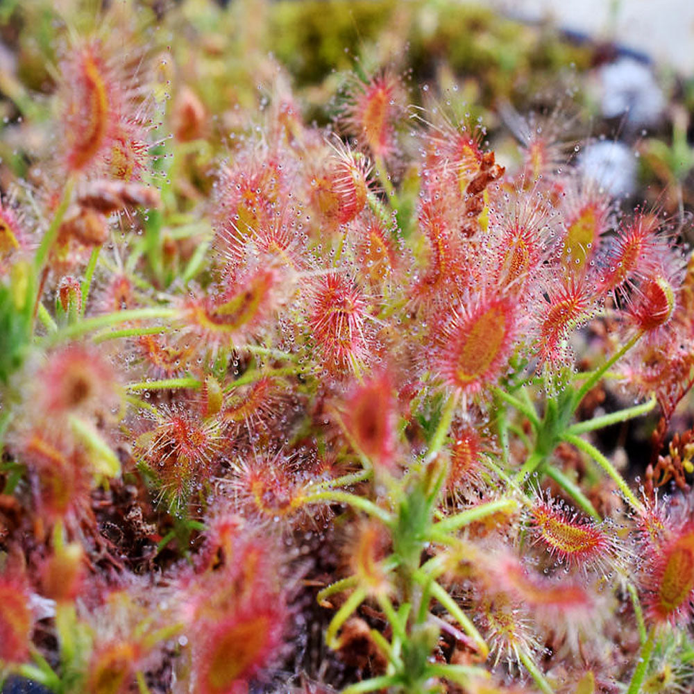 Mosquito Carnivorous flower seeds