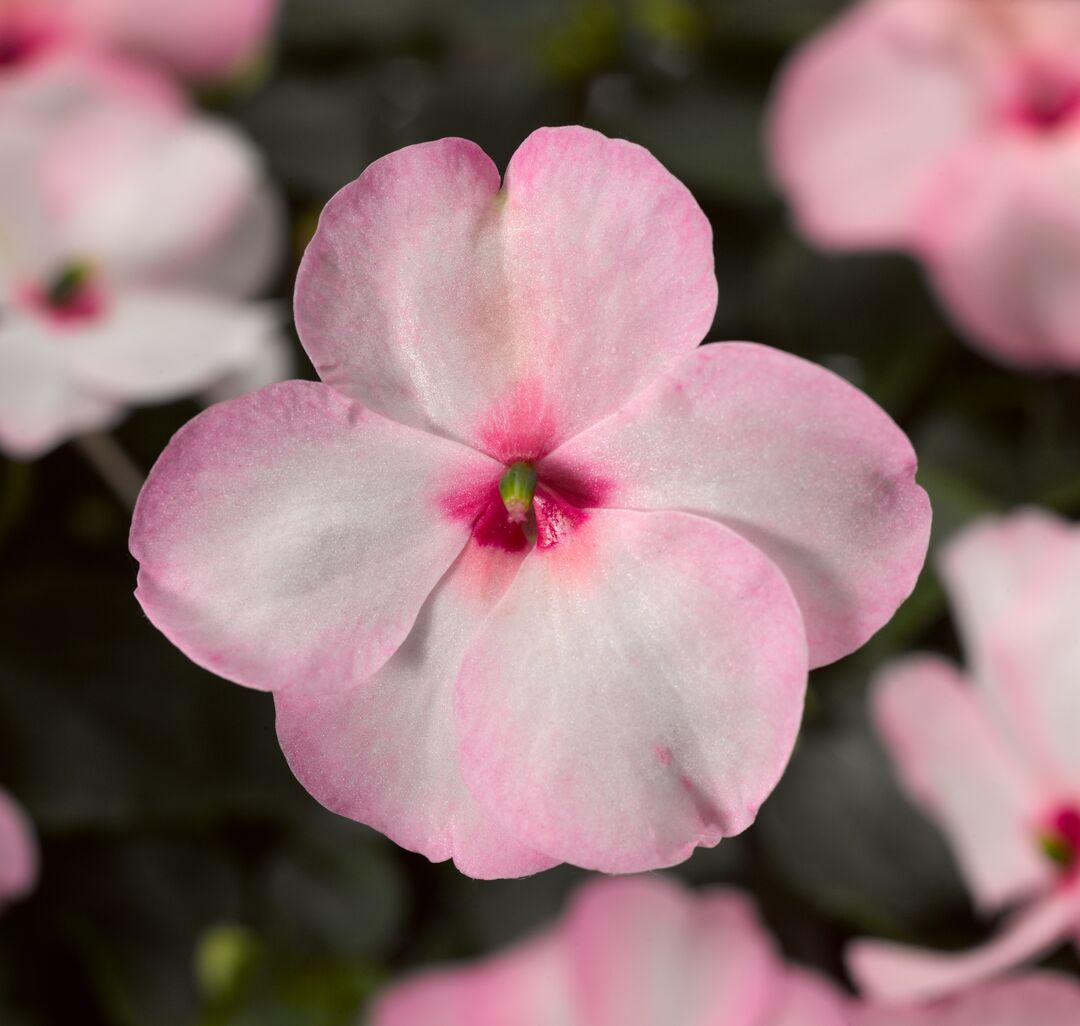 Impatiens Accent flower seeds